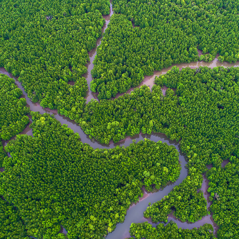 top view tree, beautiful background ,aerial view , mangrove forest, Natural grass texture