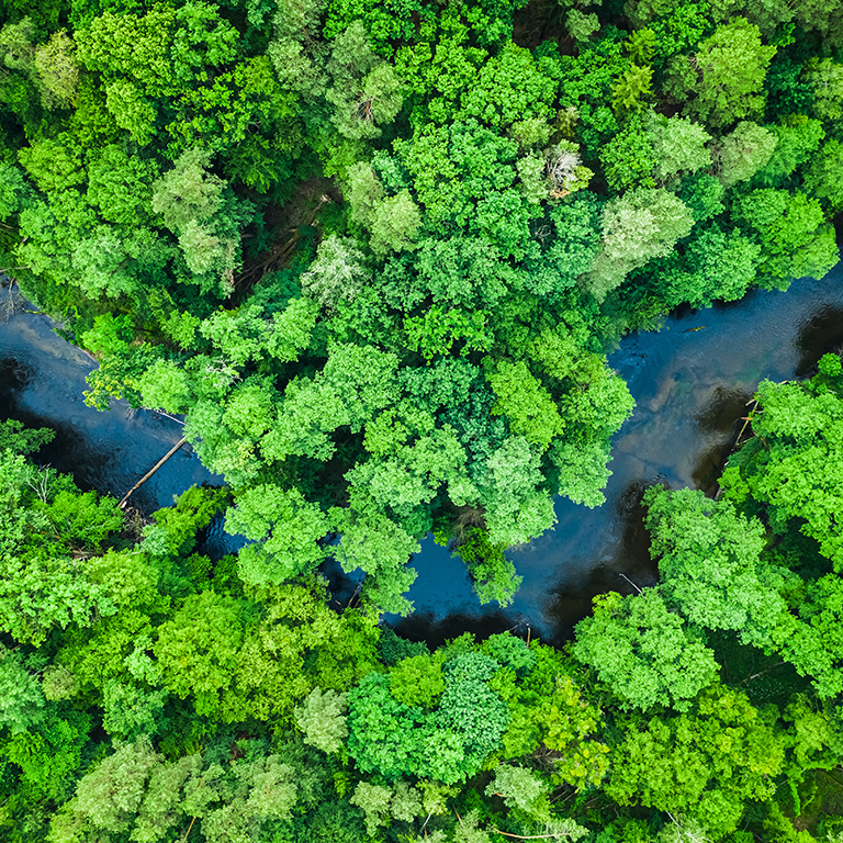 Top view of forest and river in Tuchola national park