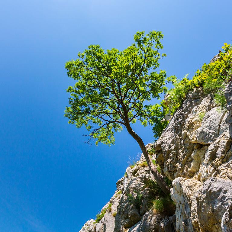 Lonely tree in spring, hanging from rocks in the mountains, isolated on clear background