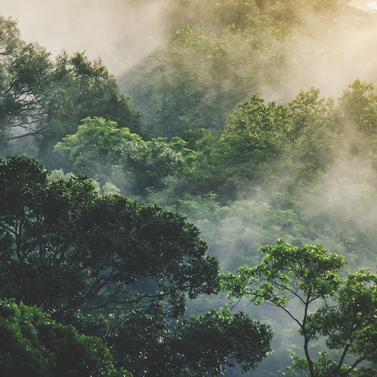 tropical forest landscape 