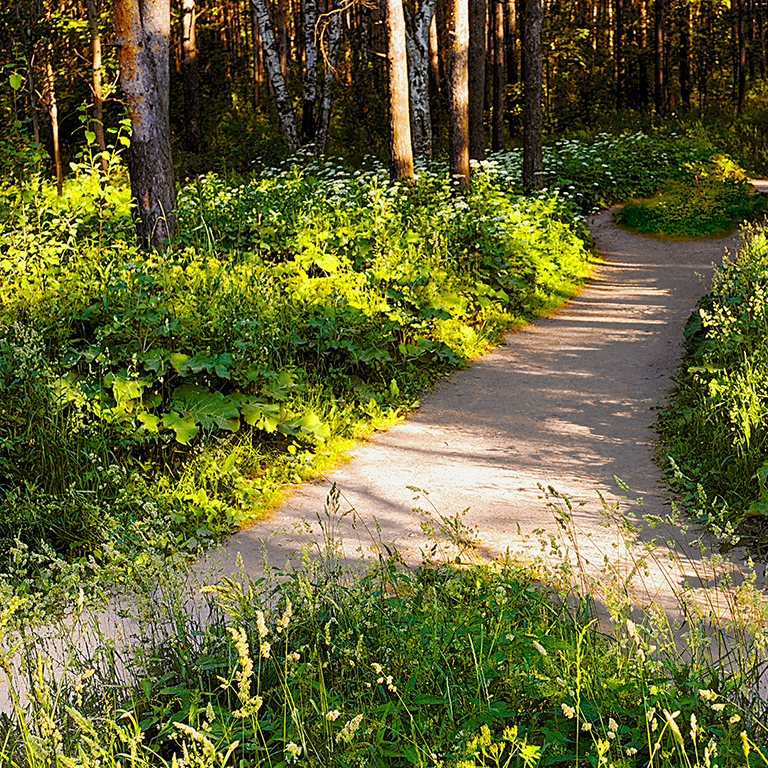 Two Hiking trails have merged into one in the summer Park